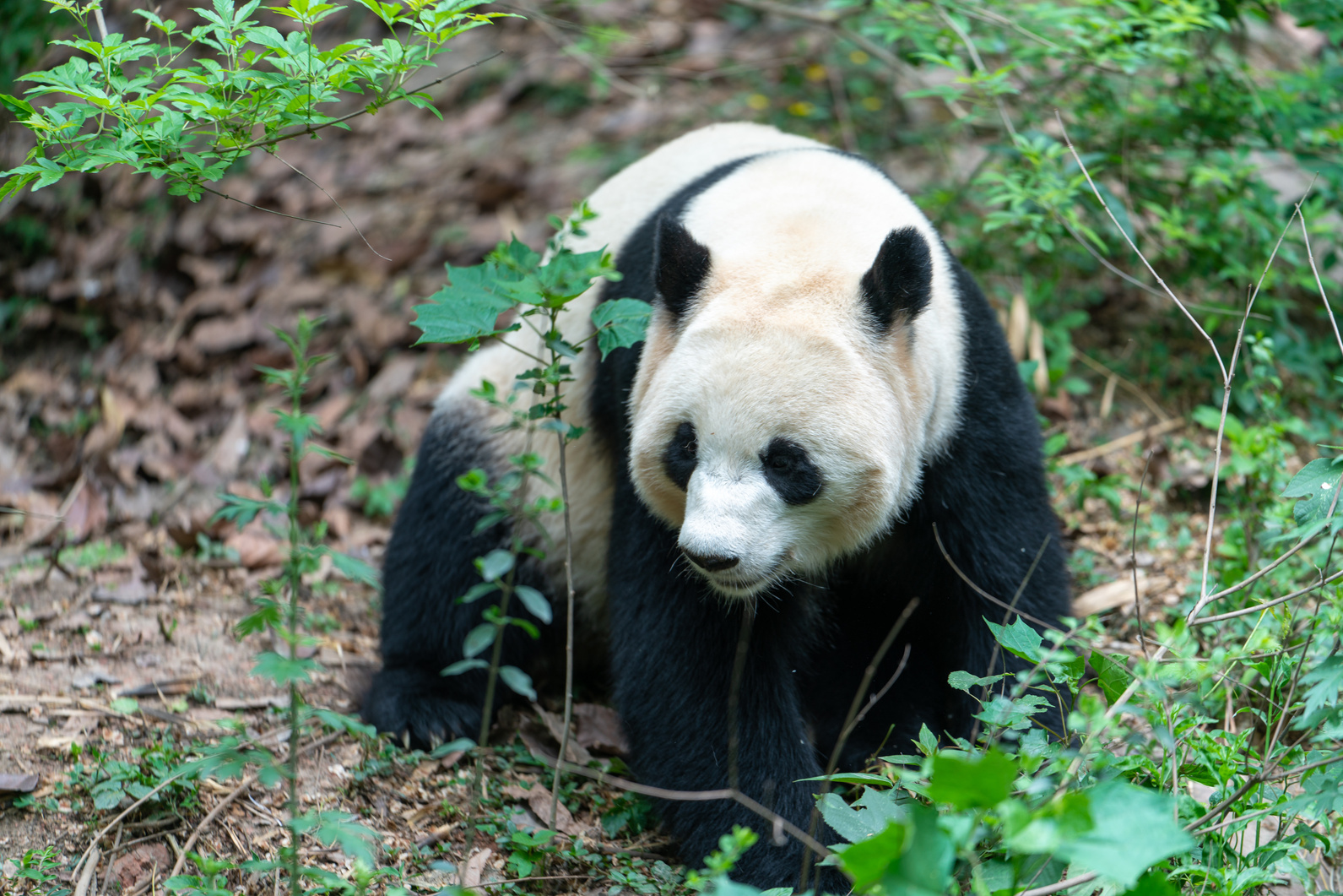 Chengdu panda breeding base pandas