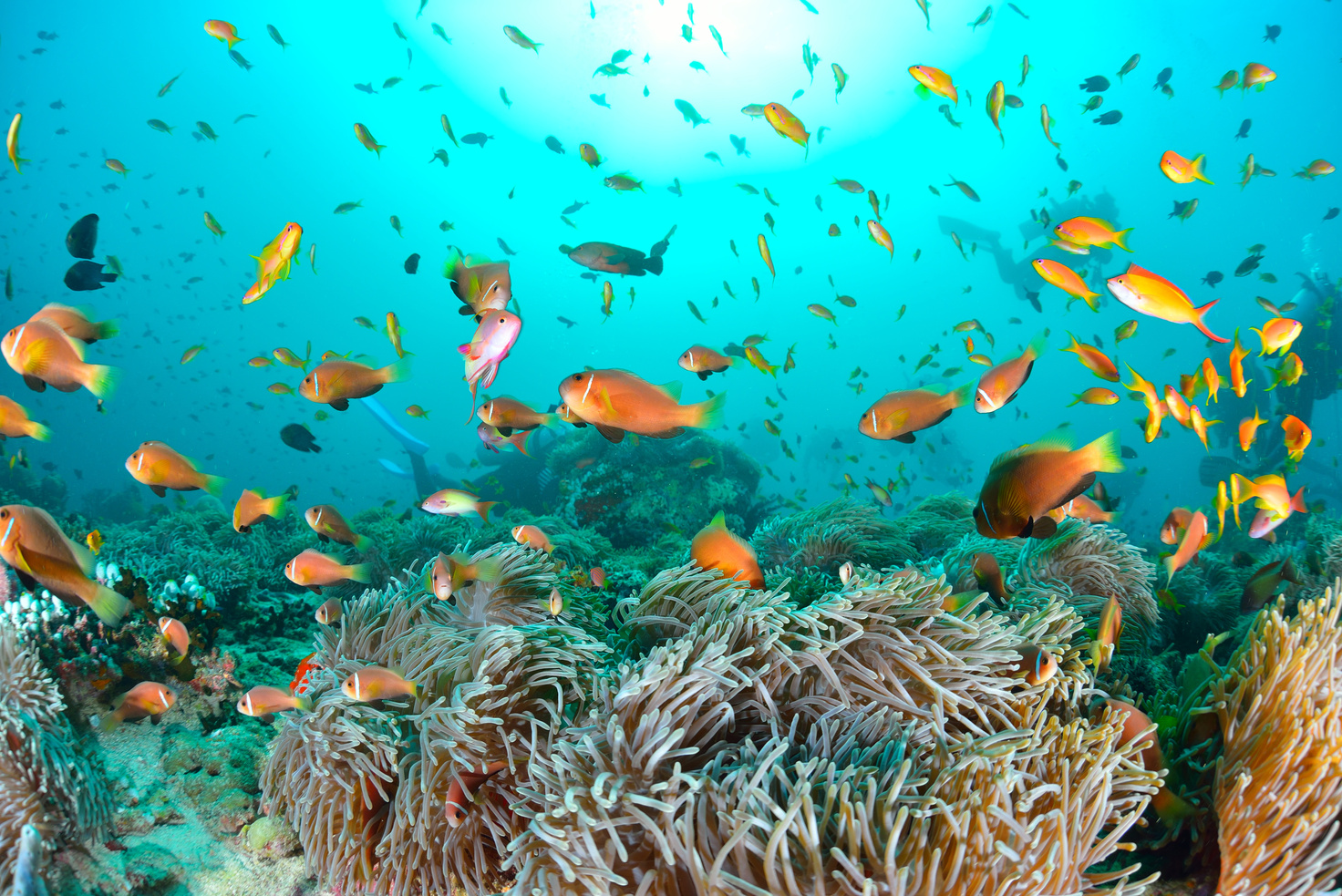 Maldives Anemonefish