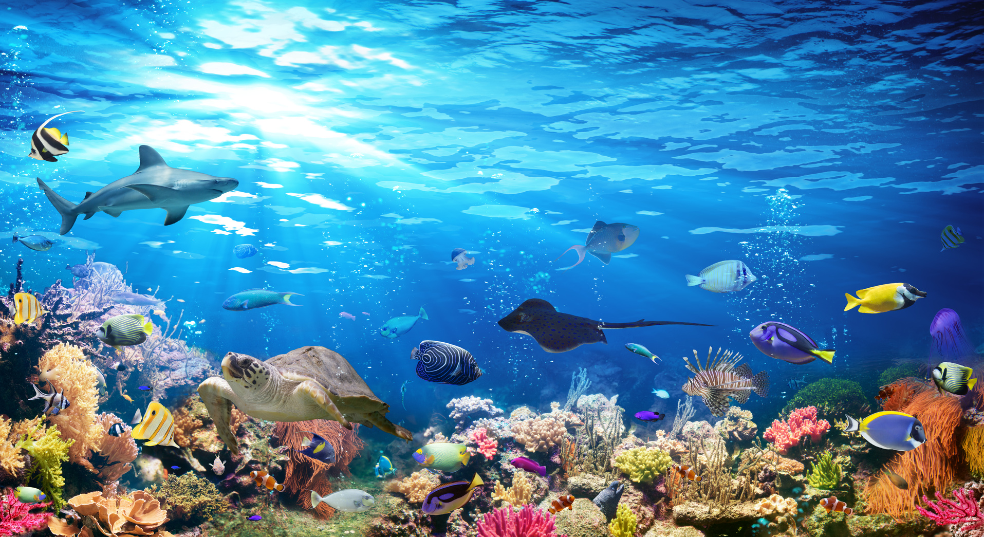 Underwater Scene With Coral Reef And Exotic Fishes