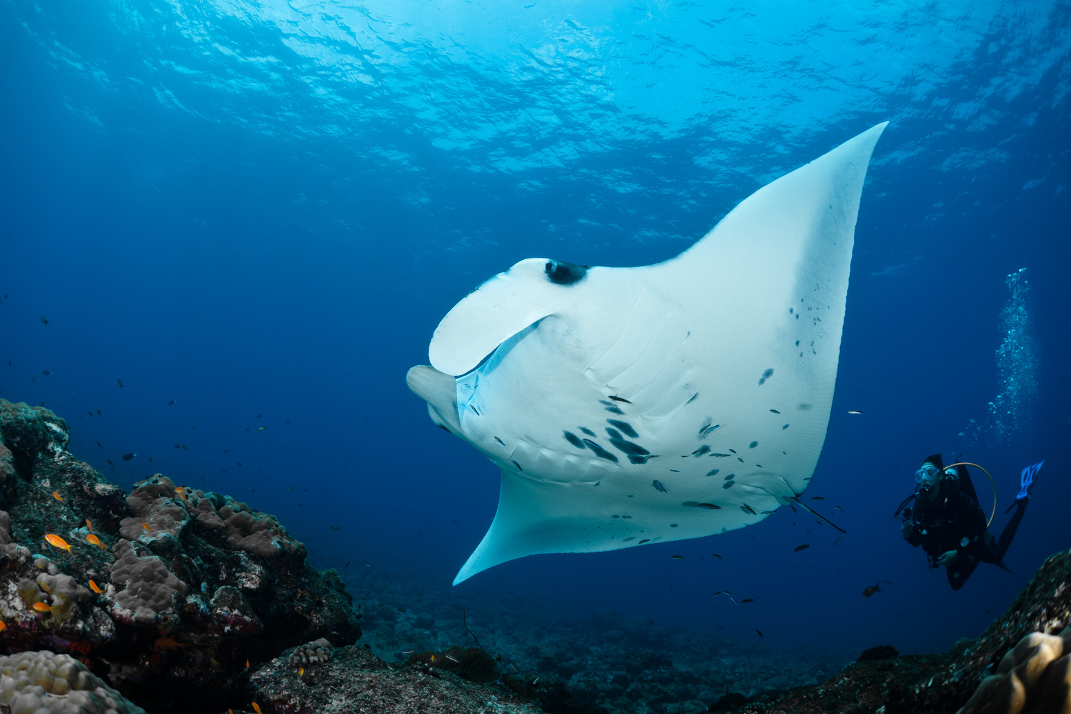 Manta Ray