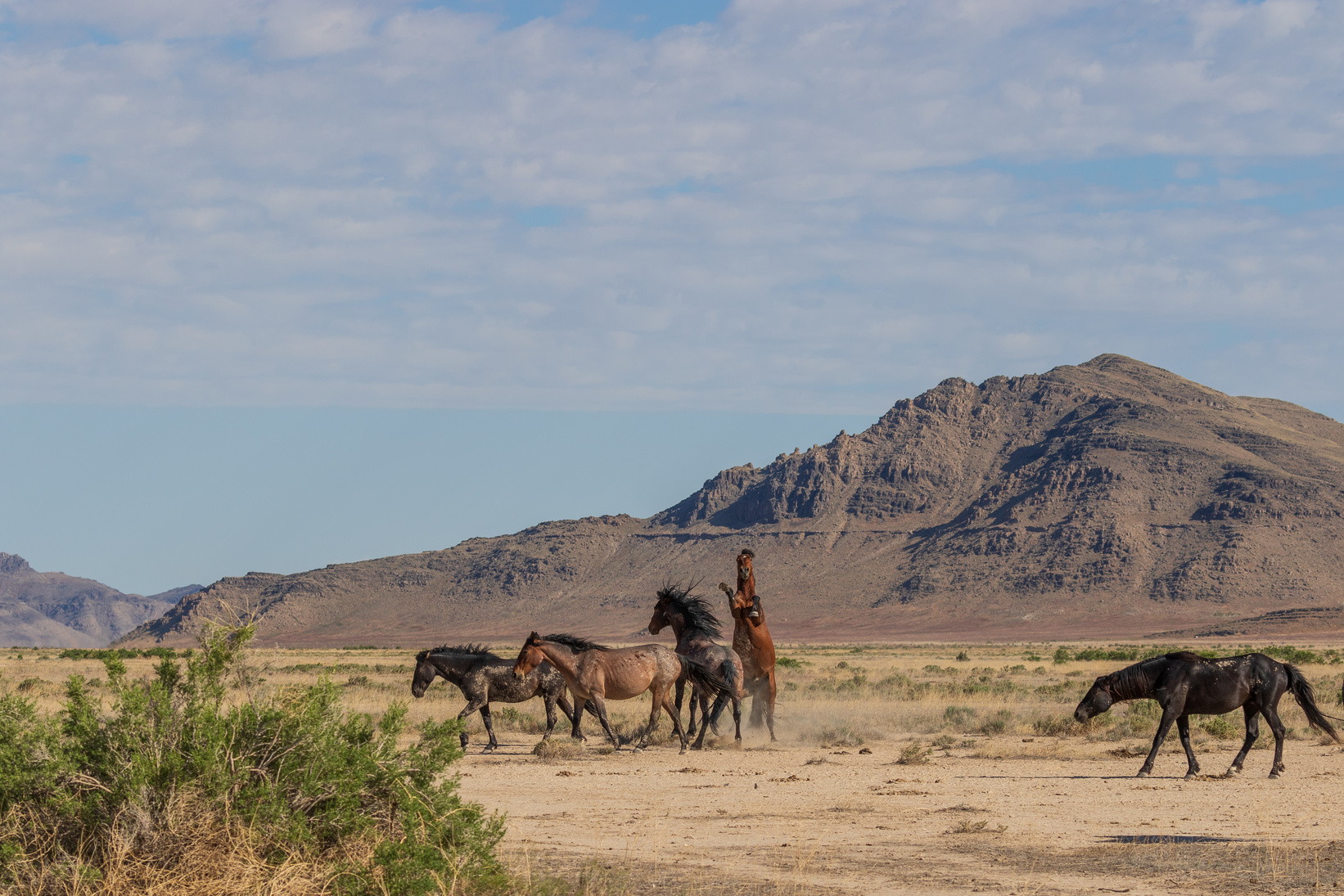 Wild Horses in the Utah Desert in Summer