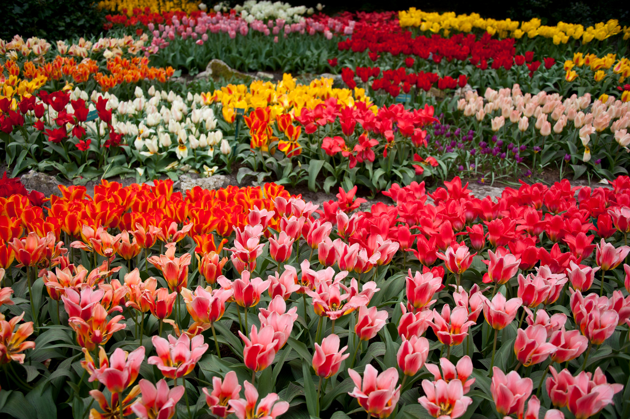 Keukenhof Gardens